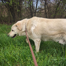 ALFRED, Hund, Mischlingshund in Kroatien - Bild 8