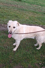 ALFRED, Hund, Mischlingshund in Kroatien - Bild 9