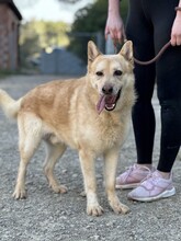 HACHIKO2, Hund, Mischlingshund in Spanien - Bild 1