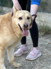 HACHIKO2, Hund, Mischlingshund in Spanien - Bild 10