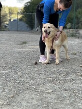 HACHIKO2, Hund, Mischlingshund in Spanien - Bild 11