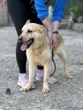 HACHIKO2, Hund, Mischlingshund in Spanien - Bild 12