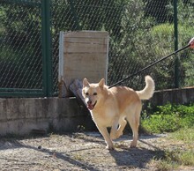 HACHIKO2, Hund, Mischlingshund in Spanien - Bild 3