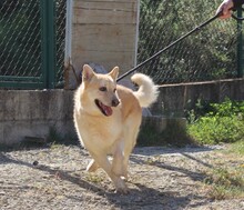 HACHIKO2, Hund, Mischlingshund in Spanien - Bild 4