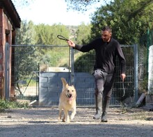 HACHIKO2, Hund, Mischlingshund in Spanien - Bild 5