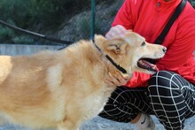 HACHIKO2, Hund, Mischlingshund in Spanien - Bild 6