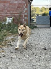 HACHIKO2, Hund, Mischlingshund in Spanien - Bild 7