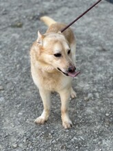 HACHIKO2, Hund, Mischlingshund in Spanien - Bild 9