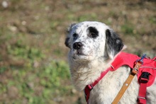 PIPPA, Hund, Mischlingshund in Griechenland - Bild 2