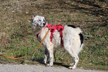 PIPPA, Hund, Mischlingshund in Griechenland - Bild 3