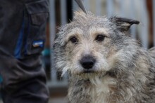 CARU, Hund, Schnauzer-Mix in Lohra-Reimershausen - Bild 1