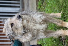 CARU, Hund, Schnauzer-Mix in Lohra-Reimershausen - Bild 2