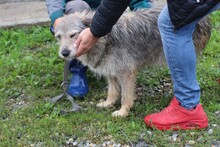 CARU, Hund, Schnauzer-Mix in Lohra-Reimershausen - Bild 3