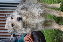 CARU, Hund, Schnauzer-Mix in Lohra-Reimershausen - Bild 4