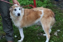 ROSCO, Hund, Mischlingshund in Lohra-Reimershausen