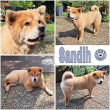 SANDIH, Hund, Chow Chow-Mix in Seevetal - Bild 1