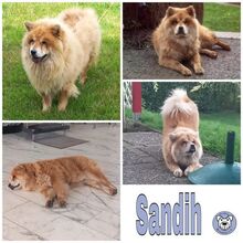 SANDIH, Hund, Chow Chow-Mix in Seevetal - Bild 2