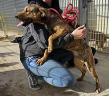 BERTACUCCIOLA, Hund, Mischlingshund in Italien - Bild 10