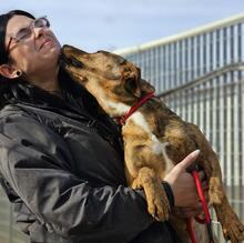 BERTACUCCIOLA, Hund, Mischlingshund in Italien - Bild 12