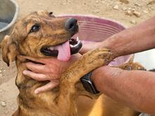 BERTACUCCIOLA, Hund, Mischlingshund in Italien - Bild 18