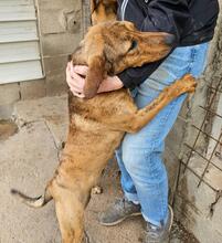 BERTACUCCIOLA, Hund, Mischlingshund in Italien - Bild 2