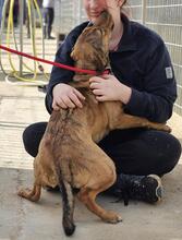 BERTACUCCIOLA, Hund, Mischlingshund in Italien - Bild 21