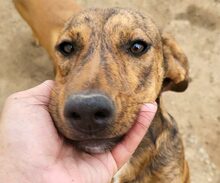 BERTACUCCIOLA, Hund, Mischlingshund in Italien - Bild 23