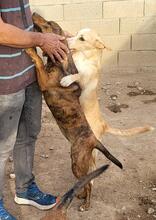BERTACUCCIOLA, Hund, Mischlingshund in Italien - Bild 24