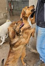 BERTACUCCIOLA, Hund, Mischlingshund in Italien - Bild 3