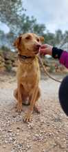 SANTI, Hund, Podenco-Mix in Belgien - Bild 12