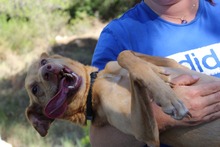 SANTI, Hund, Podenco-Mix in Belgien - Bild 4