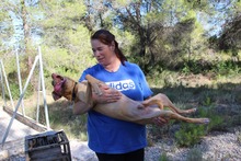 SANTI, Hund, Podenco-Mix in Belgien - Bild 5