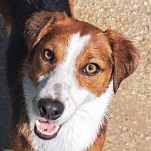 FAITH, Hund, Mischlingshund in Kroatien - Bild 1