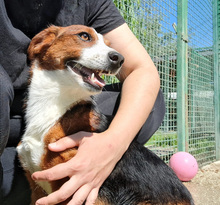 FAITH, Hund, Mischlingshund in Kroatien - Bild 6