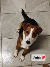 FAITH, Hund, Mischlingshund in Kroatien - Bild 8