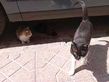 FELIX, Katze, Hauskatze in Spanien - Bild 11