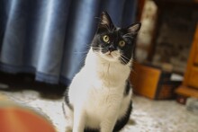 FELIX, Katze, Hauskatze in Spanien - Bild 12