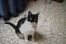 FELIX, Katze, Hauskatze in Spanien - Bild 13