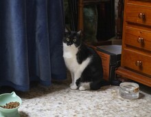 FELIX, Katze, Hauskatze in Spanien - Bild 14