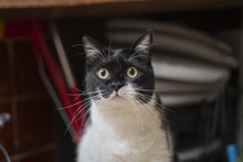 FELIX, Katze, Hauskatze in Spanien - Bild 15