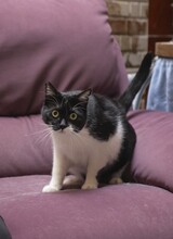 FELIX, Katze, Hauskatze in Spanien - Bild 16