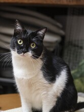 FELIX, Katze, Hauskatze in Spanien - Bild 17