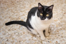 FELIX, Katze, Hauskatze in Spanien - Bild 2