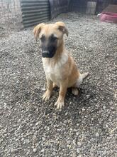 HARDY, Hund, Mischlingshund in Rumänien