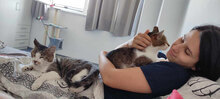 OLIVER, Katze, Hauskatze in Bulgarien - Bild 3