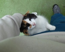 ABEBI, Katze, Europäisch Kurzhaar in Spanien - Bild 5
