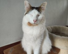 ABIOLA, Katze, Europäisch Kurzhaar in Spanien - Bild 5