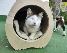 ABIOLA, Katze, Europäisch Kurzhaar in Spanien - Bild 6
