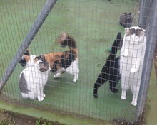 ABIOLA, Katze, Europäisch Kurzhaar in Spanien - Bild 7