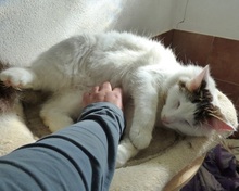 ABIOLA, Katze, Europäisch Kurzhaar in Spanien - Bild 8